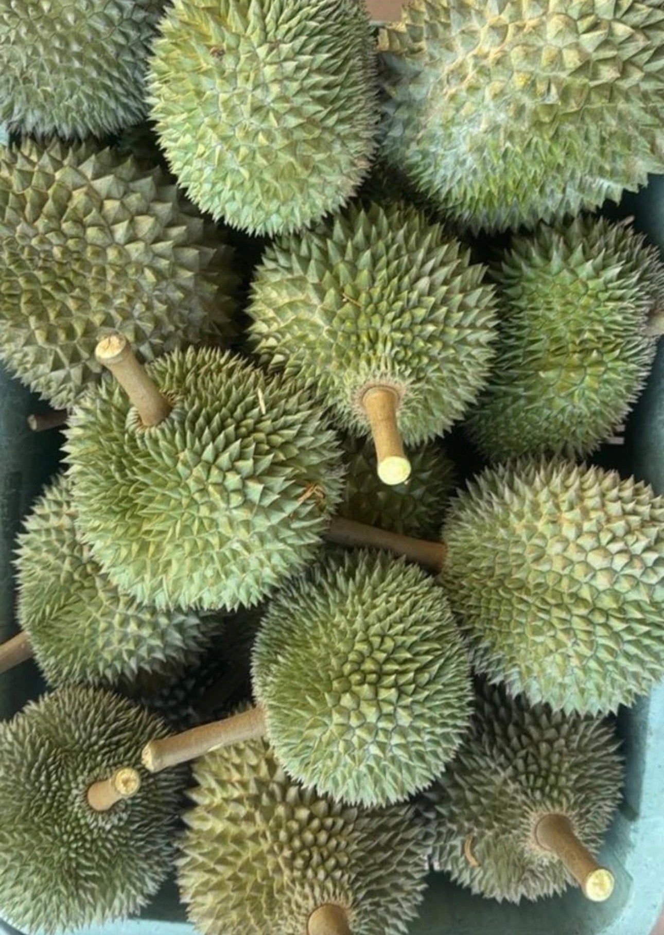 LAIFA FRESH D197 PAHANG MUSANG KING 新鲜彭亨州猫山王 (500G PER BOX)